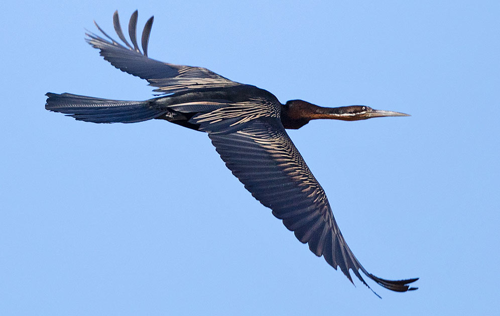 African Darter in flight